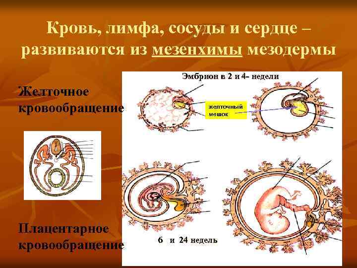 Кровь, лимфа, сосуды и сердце – развиваются из мезенхимы мезодермы Эмбрион в 2 и