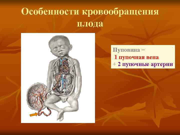 Особенности кровообращения плода Пуповина = 1 пупочная вена + 2 пупочные артерии 