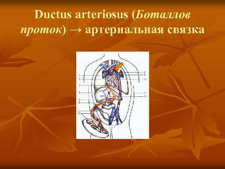 Ductus arteriosus (Боталлов проток) → артериальная связка 