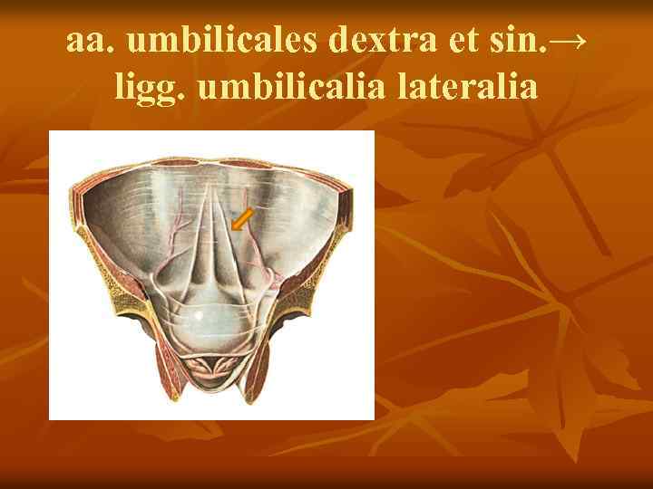 aа. umbilicales dextra et sin. → ligg. umbilicalia lateralia 