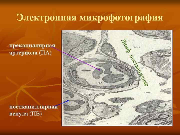 Электронная микрофотография мф Ли прекапиллярная артериола (ПА) тка пос р лля пи посткапиллярная венула