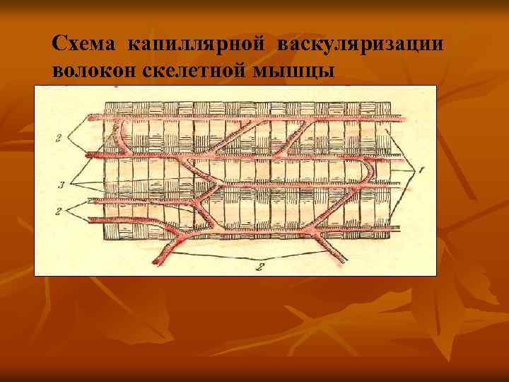 Схема капиллярной васкуляризации волокон скелетной мышцы 