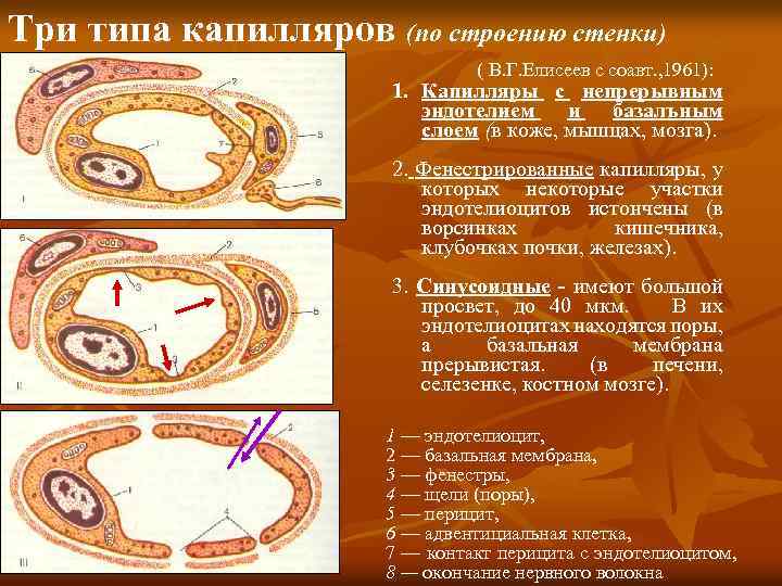 Три типа капилляров (по строению стенки) ( В. Г. Елисеев с соавт. , 1961):