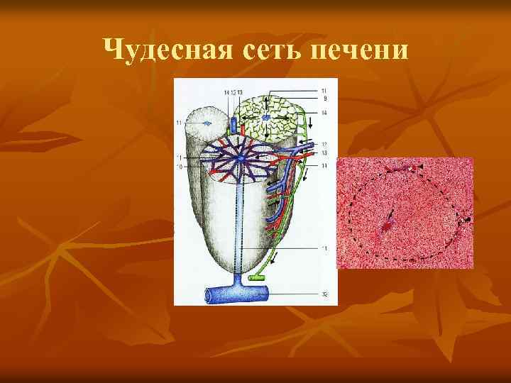 Чудесная сеть печени 