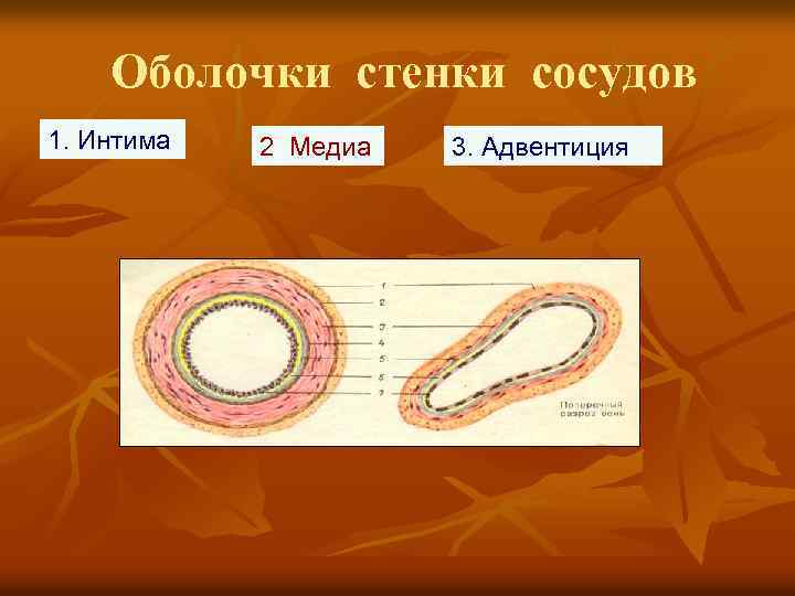 Оболочки стенки сосудов 1. Интима 2. Медиа 3. Адвентиция 