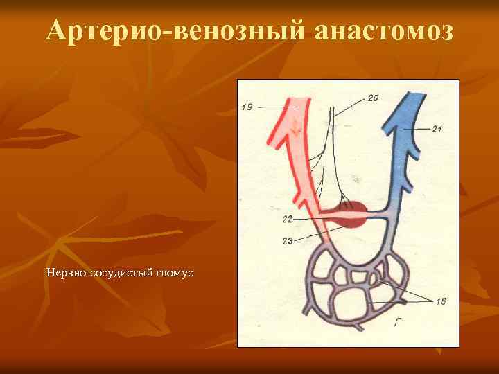 Артерио-венозный анастомоз Нервно-сосудистый гломус 