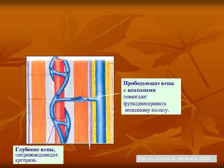 Прободающие вены с клапанами помогают функционировать венозному насосу. Глубокие вены, сопровождающие артерию. Рис. из