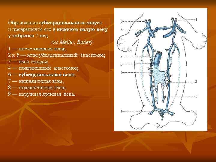 Образование субкардинального синуса и превращение его в нижнюю полую вену у эмбриона 7 нед.