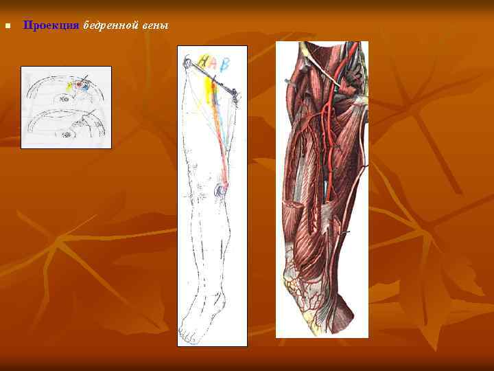 n Проекция бедренной вены 