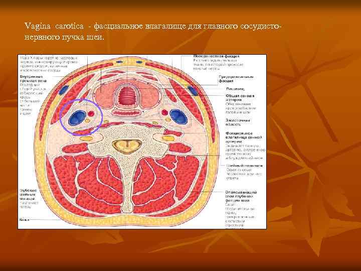 Vagina carotica - фасциальное влагалище для главного сосудистонервного пучка шеи. 