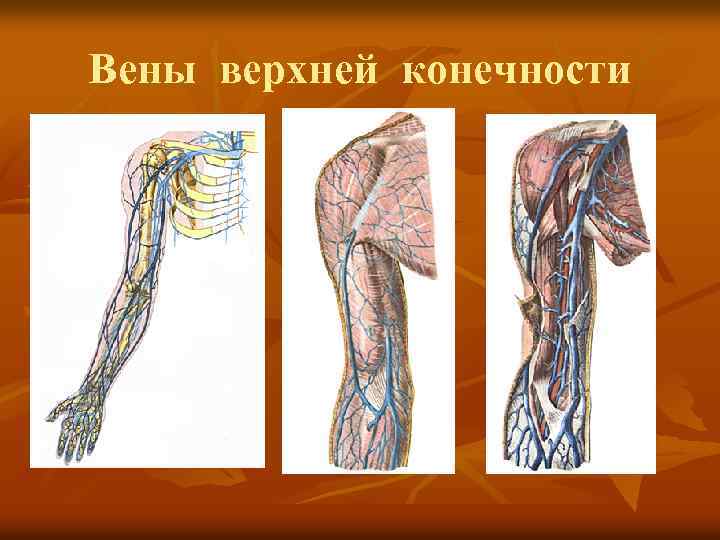 Вены верхних конечностей анатомия