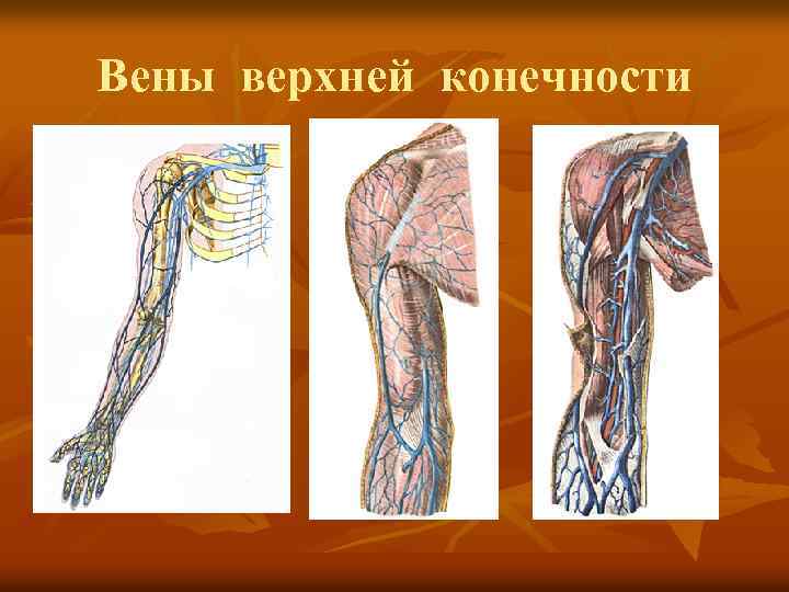 Вены верхней конечности 