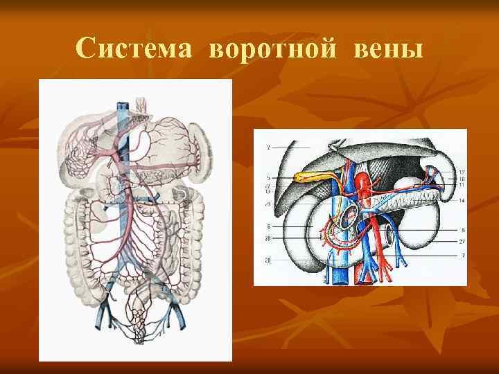 Система воротной вены 