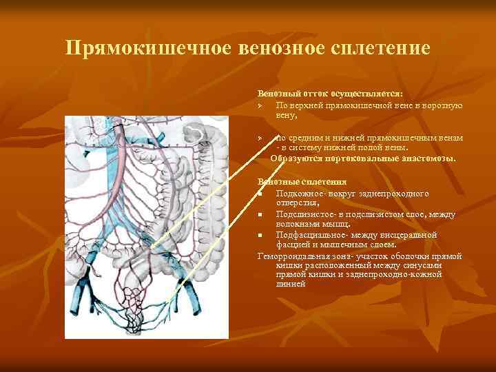 Прямокишечное венозное сплетение Венозный отток осуществляется: Ø По верхней прямокишечной вене в воротную вену,