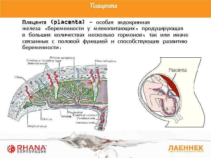 Эндокринная функция плаценты презентация