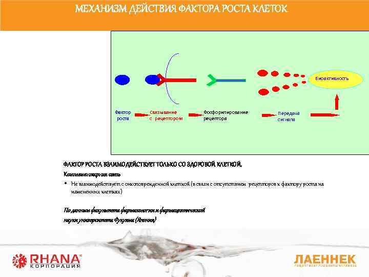 МЕХАНИЗМ ДЕЙСТВИЯ ФАКТОРА РОСТА КЛЕТОК Биоактивность Фактор роста Связывание с рецептором Фосфорилирование рецептора Передача