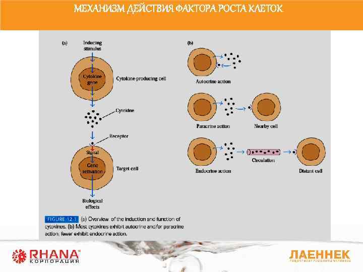 МЕХАНИЗМ ДЕЙСТВИЯ ФАКТОРА РОСТА КЛЕТОК 