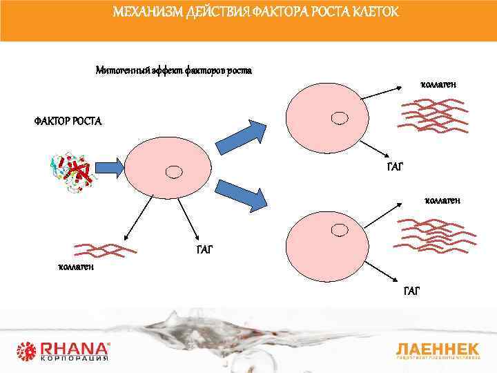 МЕХАНИЗМ ДЕЙСТВИЯ ФАКТОРА РОСТА КЛЕТОК Митогенный эффект факторов роста коллаген ФАКТОР РОСТА ГАГ коллаген