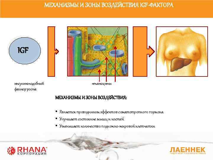 МЕХАНИЗМЫ И ЗОНЫ ВОЗДЕЙСТВИЯ IGF-ФАКТОРА IGF инсулиноподобный фактор роста гепатоциты МЕХАНИЗМЫ И ЗОНЫ ВОЗДЕЙСТВИЯ: