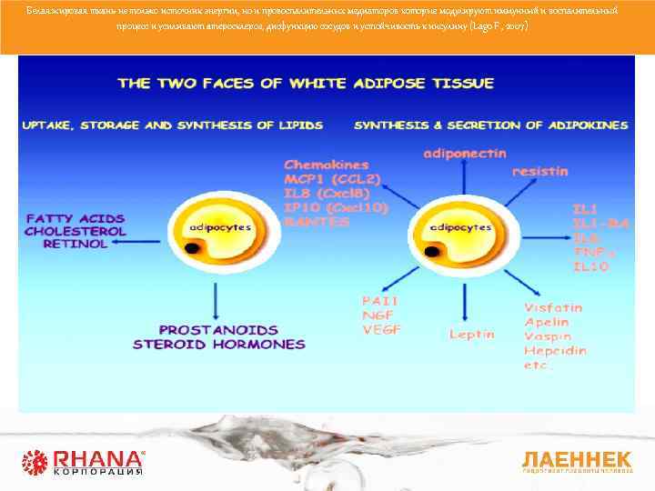 Белая жировая ткань не только источник энергии, но и провоспалительных медиаторов которые модулируют иммунный