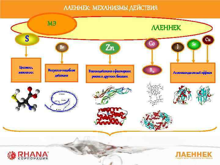 ЛАЕННЕК: МЕХАНИЗМЫ ДЕЙСТВИЯ МЭ ЛАЕННЕК S Br Цистеин, метионин Zn Инсулино-подобное действие Взаимодействие с