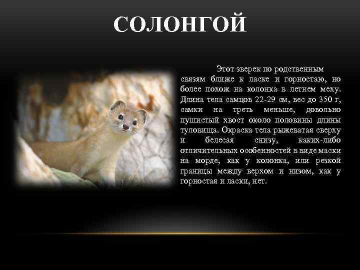 СОЛОНГОЙ Этот зверек по родственным связям ближе к ласке и горностаю, но более похож