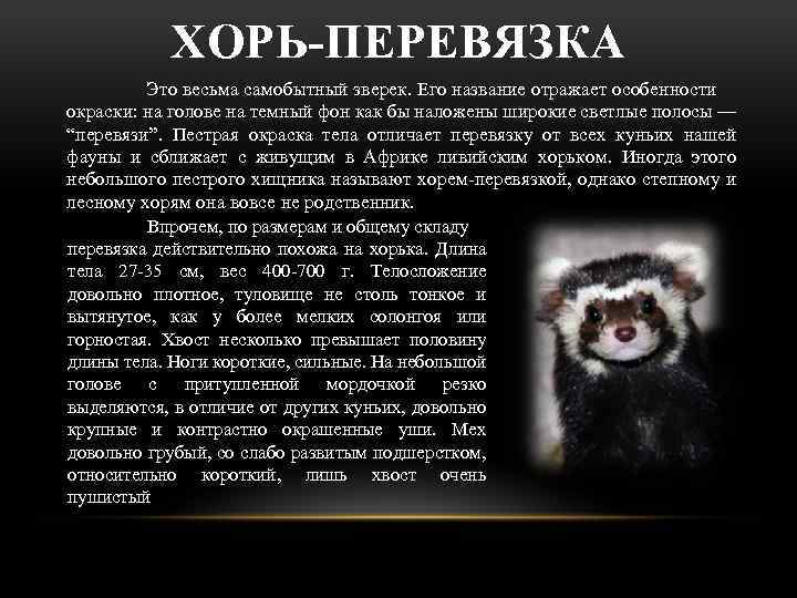 ХОРЬ-ПЕРЕВЯЗКА Это весьма самобытный зверек. Его название отражает особенности окраски: на голове на темный