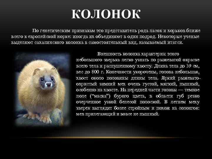 КОЛОНОК По генетическим признакам это представитель рода ласок и хорьков ближе всего к европейской