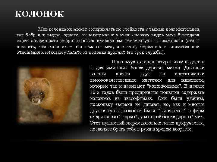 КОЛОНОК Мех колонка не может соперничать по стойкости с такими долгожителями, как бобр или