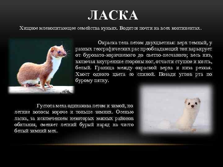 ЛАСКА Хищное млекопитающее семейства куньих. Водится почти на всех континентах. Окраска тела летом двухцветная: