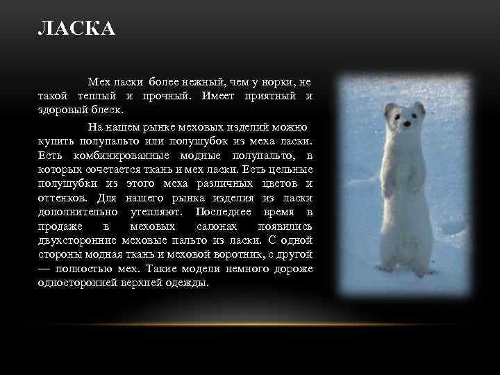 ЛАСКА Мех ласки более нежный, чем у норки, не такой теплый и прочный. Имеет