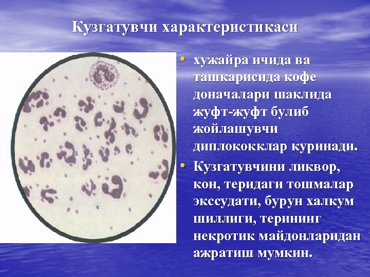 Кузгатувчи характеристикаси • хужайра ичида ва • ташкарисида кофе доначалари шаклида жуфт-жуфт булиб жойлашувчи