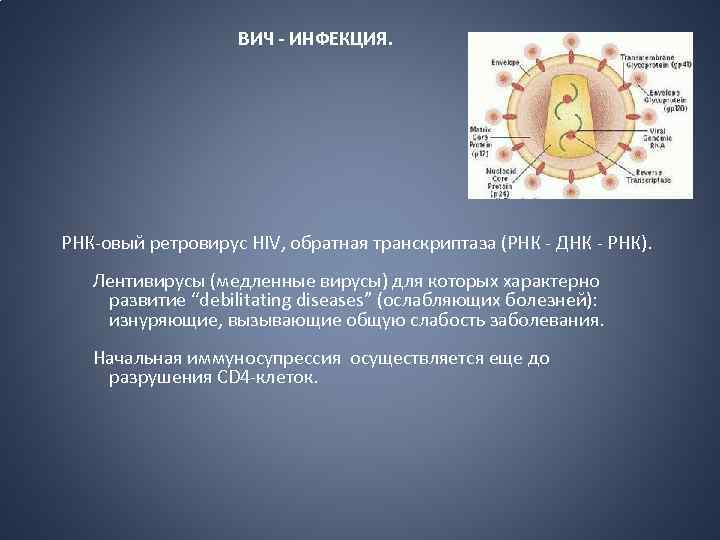 ВИЧ - ИНФЕКЦИЯ. РНК-овый ретровирус HIV, обратная транскриптаза (РНК - ДНК - РНК). Лентивирусы
