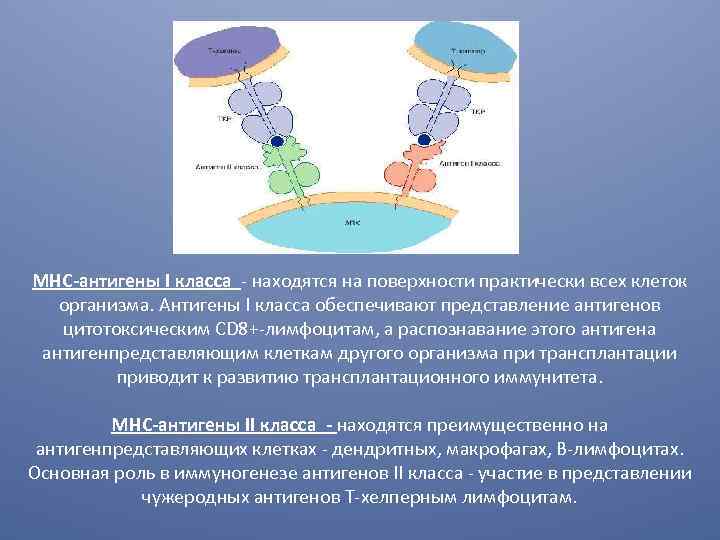 МНС-антигены I класса - находятся на поверхности практически всех клеток организма. Антигены I класса
