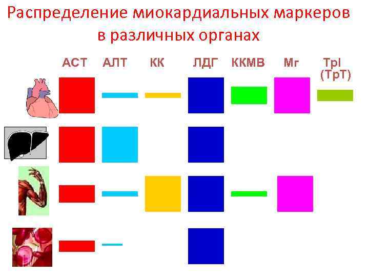 Распределение миокардиальных маркеров в различных органах АСТ АЛТ КК ЛДГ ККМВ Мг Тр. I