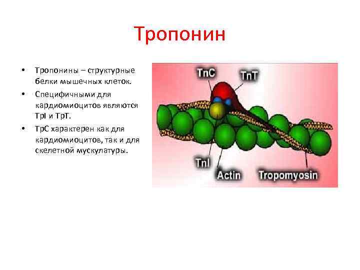 Тропонин • • • Тропонины – структурные белки мышечных клеток. Специфичными для кардиомиоцитов являются