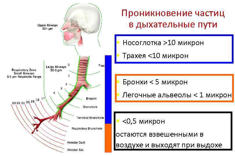 Проникновение частиц в дыхательные пути • Носоглотка >10 микрон • Трахея <10 микрон •