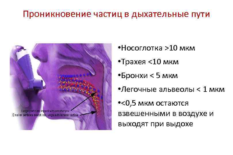 Проникновение частиц в дыхательные пути • Носоглотка >10 мкм • Трахея <10 мкм •