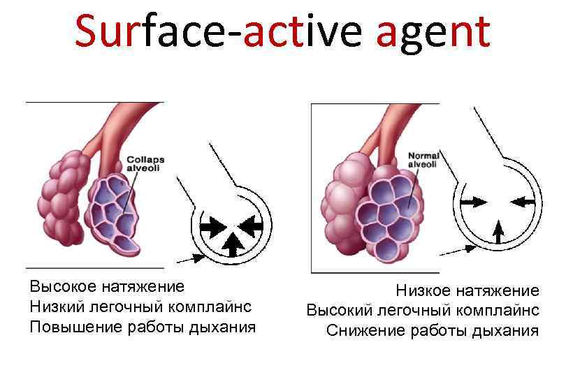 Surface active. Комплайнс легких. Комплайнс легких норма. Комплайнс легких увеличивается. Динамический комплайнс легких.