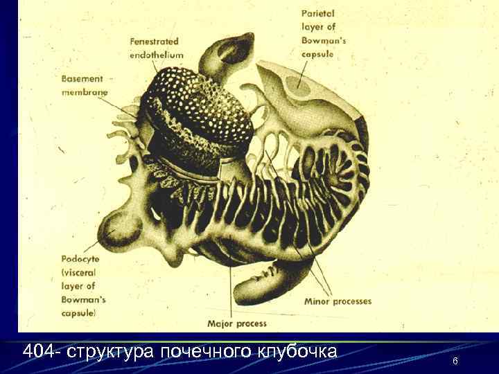 404 - структура почечного клубочка 6 