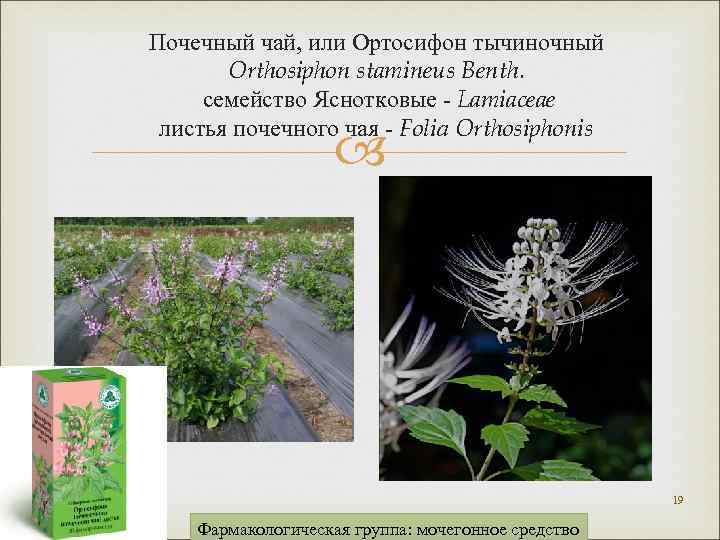 Почечный чай, или Ортосифон тычиночный Orthosiphon stamineus Benth. семейство Яснотковые - Lamiaceae листья почечного