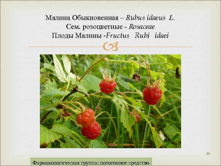 Малина Обыкновенная – Rubus idaeus L. Сем. розоцветные - Rosaceae Плоды Малины -Fructus Rubi