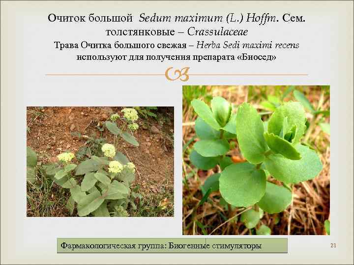 Очиток большой Sedum maximum (L. ) Hoffm. Сем. толстянковые – Crassulaceae Трава Очитка большого