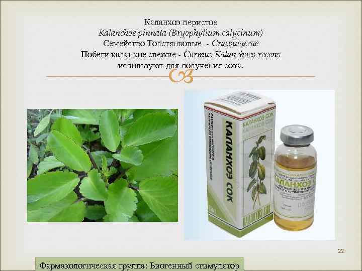 Каланхоэ перистое Kalanchoe pinnata (Bryophyllum calycinum) Семейство Толстянковые - Crassulaceae Побеги каланхое свежие -