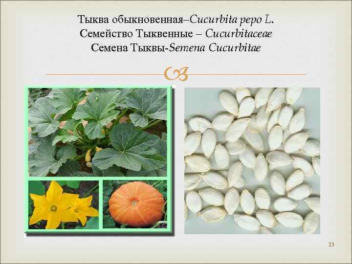 Тыква обыкновенная–Cucurbita pepo L. Семейство Тыквенные – Cucurbitaceae Семена Тыквы-Semena Cucurbitae 23 