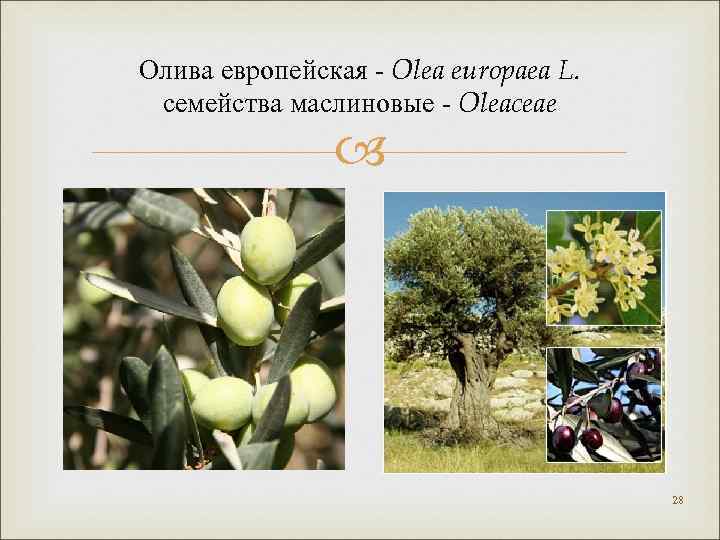 Олива европейская - Olea europaea L. семейства маслиновые - Oleaceae 28 