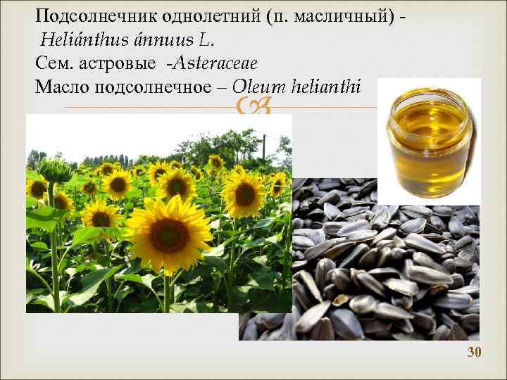 Подсолнечник однолетний (п. масличный) Heliánthus ánnuus L. Сем. астровые -Asteraceae Масло подсолнечное – Oleum