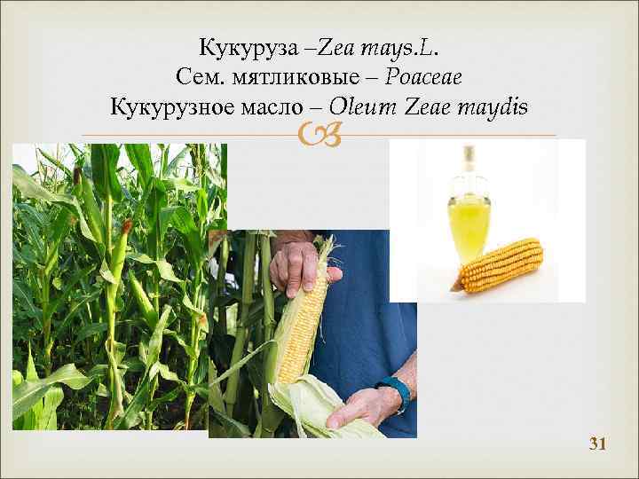 Кукуруза –Zea mays. L. Сем. мятликовые – Poaceae Кукурузное масло – Oleum Zeae maydis