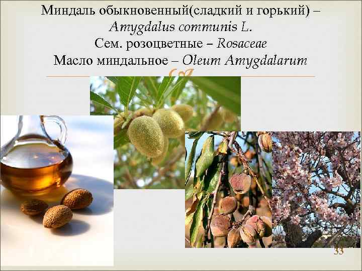 Миндаль обыкновенный(сладкий и горький) – Amygdalus communis L. Сем. розоцветные – Rosaceae Масло миндальное