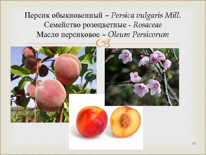 Персик обыкновенный – Persica vulgaris Mill. Семейство розоцветные - Rosaceae Масло персиковое – Oleum